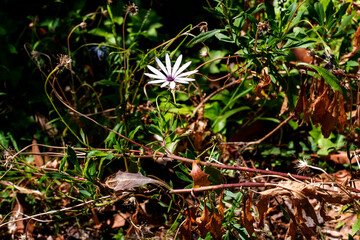 The Final African Daisy (Osteospermum)