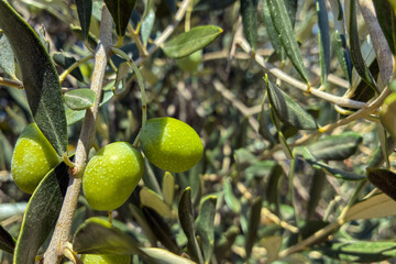 Close up of green olives growing on tree branch in sunlight, fresh organic olive fruit in Mediterranean orchard, natural agriculture and healthy food concept, extra virgin olive oil production backgro