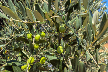 Close up of green olives growing on tree branch in sunlight, fresh organic olive fruit in...