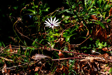 The Final African Daisy (Osteospermum)