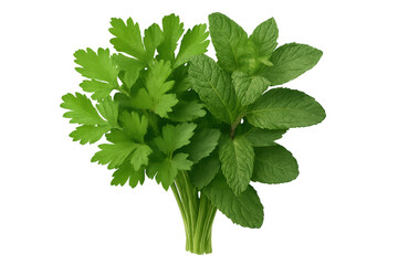 Fresh parsley and mint herbs with transparent background