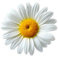 Beautiful white daisy with yellow center isolated close up macro detail