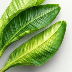 Fototapeta premium Tropical banana leaves arranged in a bright flat lay on a clean white background