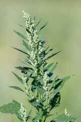 Close up of a fat hen (chenopodium album) plant