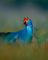 A vibrant Purple Swamphen feeding in the wetlands of Keoladeo National Park, Bharatpur. Its striking blue plumage and red facial shield stand out beautifully against the soft, blurred background.