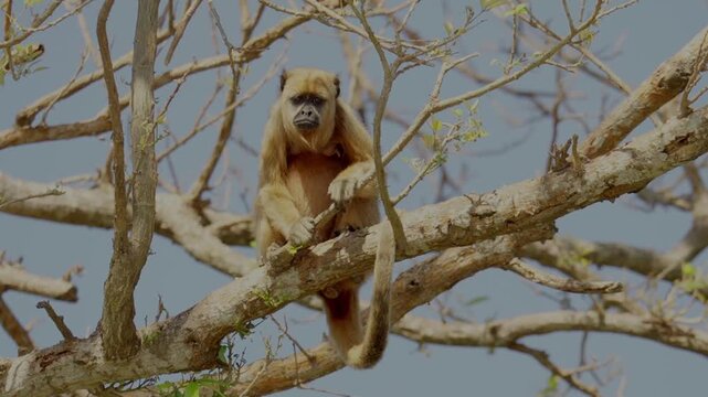 Howler Monkey in a Tree - Wild Life in the Brazilian Pantanal