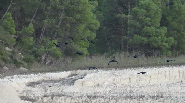 Grupo de cormoranes Phalacrocorax carbo vuelan al anochecer buscando refugio para dormir, Beniarres, Espa&ntilde;a