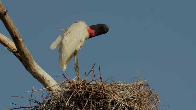 Jabiru Stork (Tuiui&uacute;) Grooming on a Tree in the Brazilian Pantanal