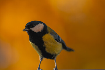 Curious Great Tit Portrait with Golden Bokeh