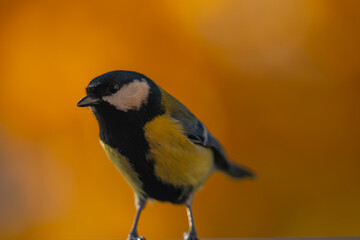 Curious Great Tit Portrait with Golden Bokeh