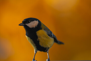 Curious Great Tit Portrait with Golden Bokeh