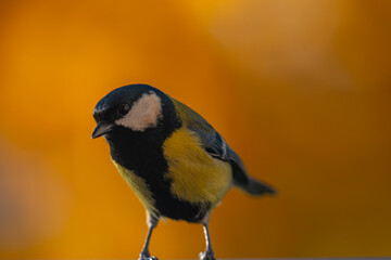 Curious Great Tit Portrait with Golden Bokeh