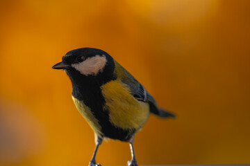 Curious Great Tit Portrait with Golden Bokeh