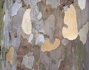Abstract Close-up Texture of Peeling Sycamore (Plane Tree) Bark