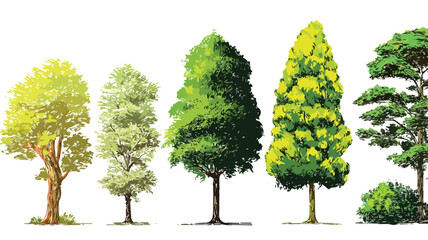 Vector Trees Collection Set with Outline for Isolation - Professional Stock Photo