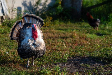 Heritage Turkey Showing Feather Detail