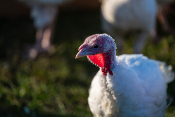 Close-Up of a Domestic Turkey Outdoors