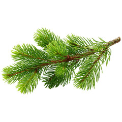 Obraz premium Vibrant green pine branch with delicate needles isolated for natural design elements