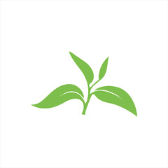 Green tea leaves sprout on a white background