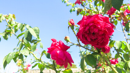 Fototapete bei efototapeten.de bestellen   