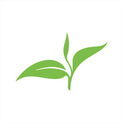 Green tea leaves sprout on a white background