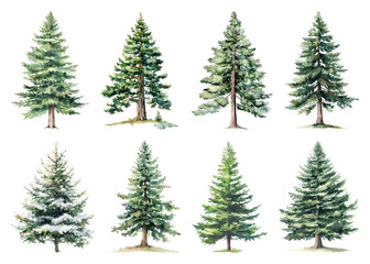 Obraz premium Diverse watercolor evergreen tree illustrations.