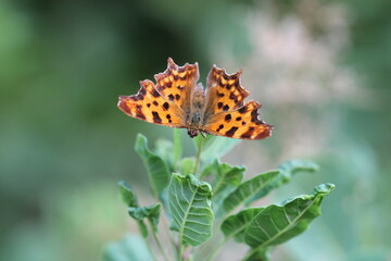 farfalla virgola in estate