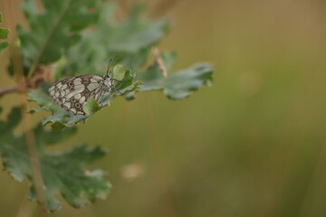 una farfalla galatea su una foglia