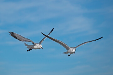 Two Laughing Gulls flying in close proximity in a cloud-streaked sky.