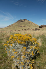 Yellow wildflowers along Dooley Knob trail on Antelope Island State Park, Utah