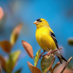 Golden Finch Resting on Leaf Against a Sky Blue Canvas: A Close-Up of Nature's Vibrant Avian Beauty