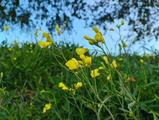 Fototapeta premium Close-up of yellow Bidens narrowleaf flowers blooming in a meadow on an autumn morning, with soft natural light enhancing the warm seasonal tones and delicate petals.