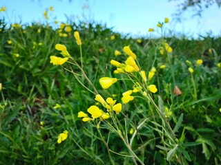 Golden Bidens blossoms glowing in the gentle light of an autumn morning, their fine petals bright against the calm meadow background.