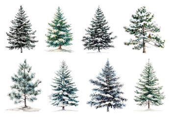 Obraz premium Diverse snowy evergreen trees