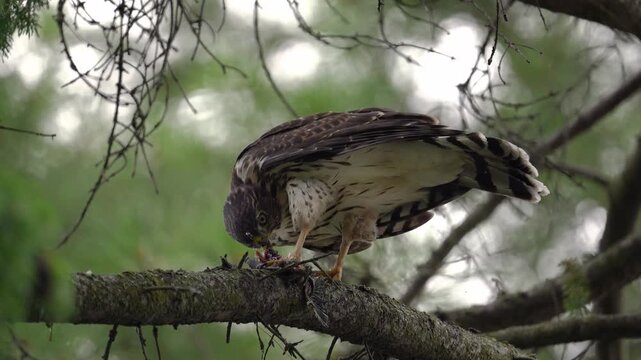 Cooper's hawk eating on a branch