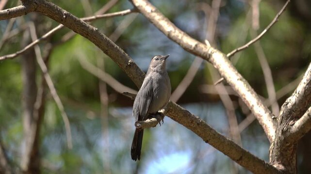 Mocking bird singing in a tree