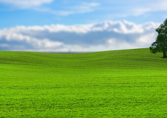 Landscape view with bright green grass field