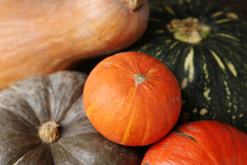 Many fresh pumpkins as background, closeup. Gourd family