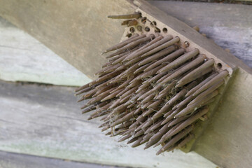A close-up view reveals numerous pointed, tubular mud nests built by insects, protruding from a...