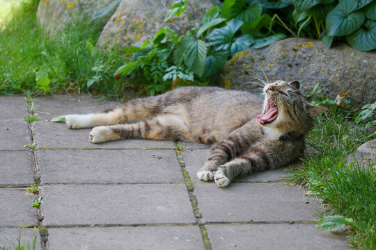 A relaxed tabby cat is stretching and yawning widely while lying on a gray stone path in a sunny outdoor setting.