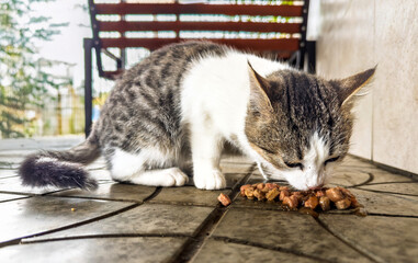 Feral street cat fed by volunteers near retail entrance simple humane act helping hunger prevention and community solidarity