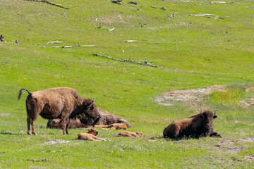 Bison and calves in Yellowstone National Park