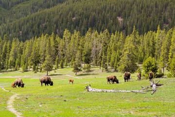 BHerd of bison with calves in Yellowstone National Park