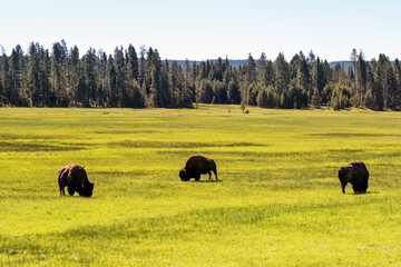 Bison gazing on a meadow in Yellowstone National Park. No people.