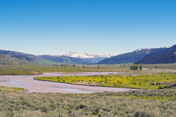 Scenic landscape view of the green open spaces of Yellowstone National Park with bison grazing on the plain of the valley alongside the Lamar River