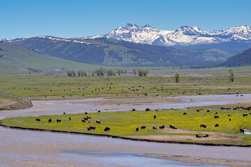 Scenic landscape view of the green open spaces of Yellowstone National Park with bison grazing on the plain of the valley alongside the Lamar River
