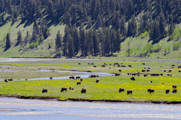 Scenic landscape view of the green open spaces of Yellowstone National Park with bison grazing on the plain of the valley alongside the Lamar River