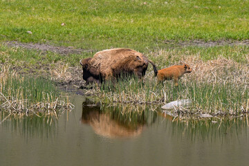Bison and calf at a freshwater pool in Yellowstone National Park