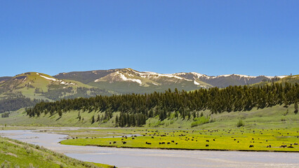 Scenic panoramic landscape view of the green open spaces of Yellowstone National Park with bison grazing on the plain of the valley alongside the Lamar River