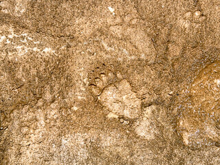 Impression in mud of the paw of a wild bear